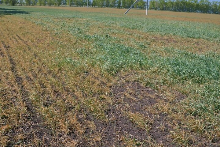 Актаныш басу-кырларындагы чәчүлекләргә кырау төшкән