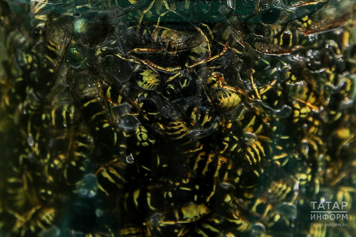 Казан федераль университеты галиме Татарстанда шөпшәләр активлашу сәбәбен аңлатты