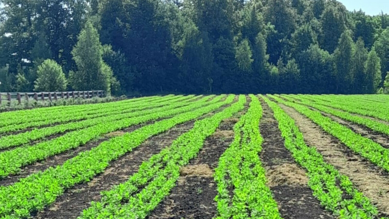 Тәтеш урман хуҗалыгы белгечләре урман питомнигында чәчүлекләрне тикшереп тора