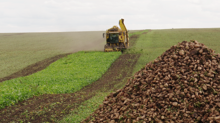 Зәй районында шикәр чөгендере уңышы бер гектардан уртача 334 центнер чыга