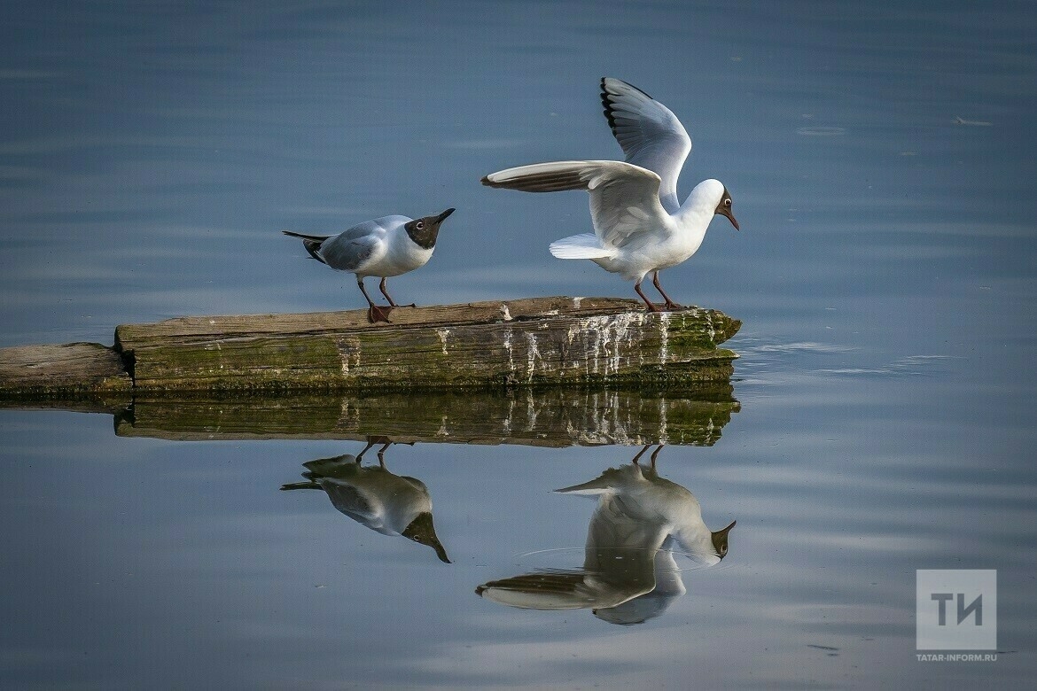 Татарстанда үлгән акчарлакларның берсендә дә кош гриппы табылмаган