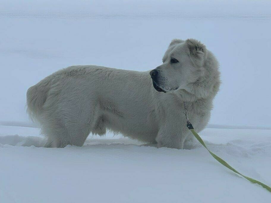 Рөстәм Миңнеханов алабай эте Акдусны йөрергә чыккач төшергән фотосын күрсәтте