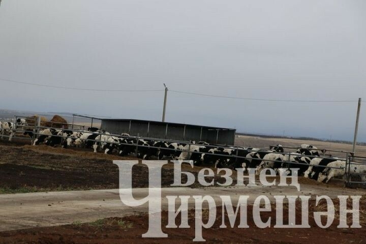 Чирмешәннең «Ильхан» җәмгыятенә былтыр 300 баш тана алганнар