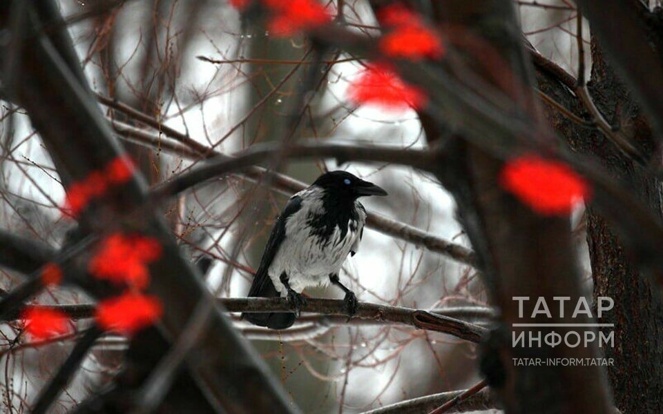 Әүһәдиев апрельнең икенче декадасында Татарстанда кар тулысынча эреп бетәчәген әйтте