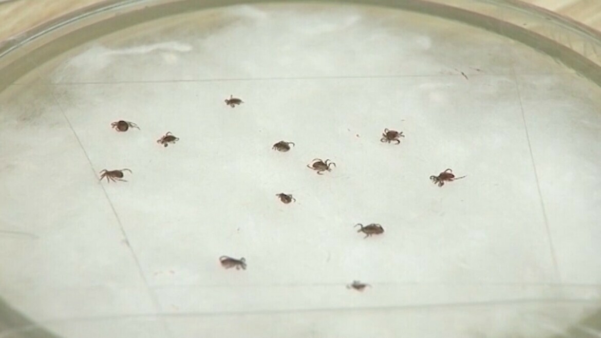 Сезон башланды: Эпидемиолог Түбән Кама халкына беренче талпаннар кайда кадалганын сөйләде