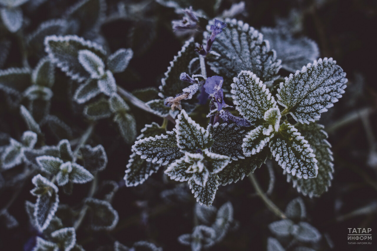 Сишәмбе Татарстанда кырау төшәргә мөмкин