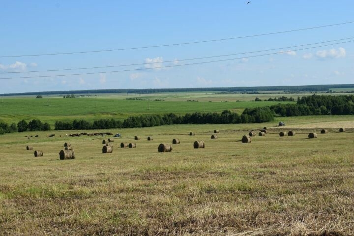 Аксубай игенчеләре печән әзерләү буенча планның 75 процентын үтәгән