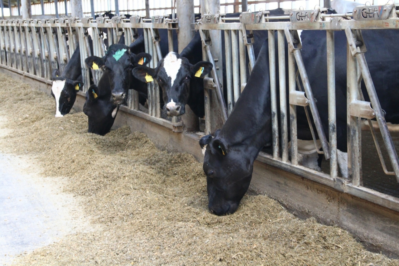 Алабуга районында ярты ел эчендә 1431 тонна ит җитештерелгән