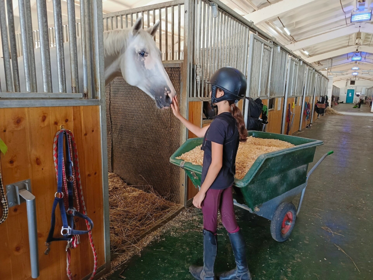 Алабугада ремонттан соң «Кентавр» ат спорты мәктәбе ачылачак