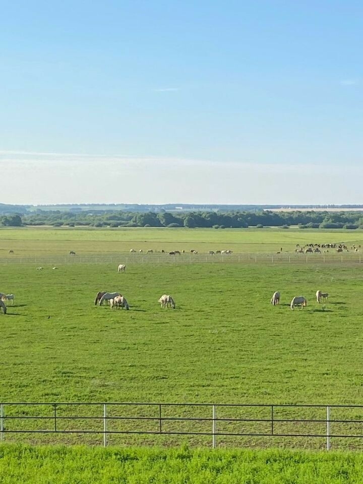 Теләче фермерының татар токымлы атлары фестивальдә призлы урыннар алды