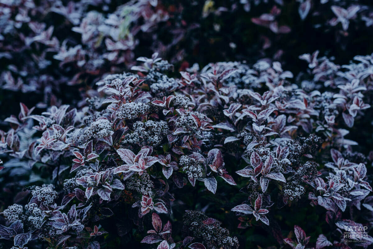 Гидрометеорология үзәге Татарстанда кырау булу ихтималы турында кисәтте