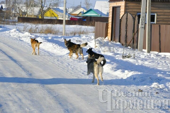 Чирмешән районында урамда йөрүче этләрне тотып алып киткәннәр