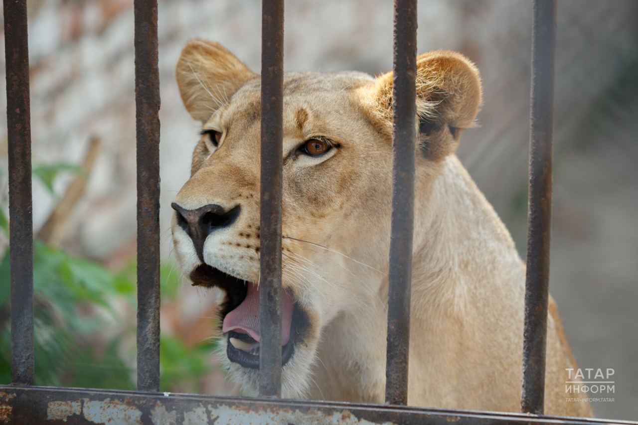 Студентлар 25 гыйнварда зооботаника бакчасына бушлай керә ала