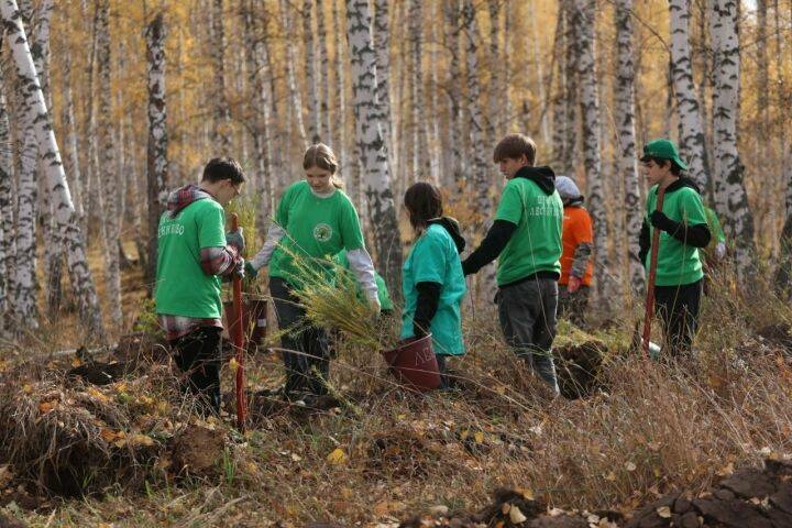 Бөгелмә районында 7 мең карагай утырттылар