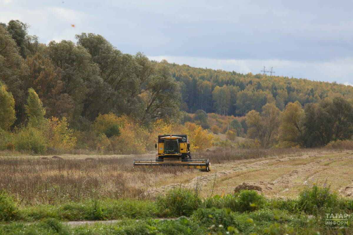 Татарстанда быелгы уңышны 185 мең гектардан җыеп аласы калган