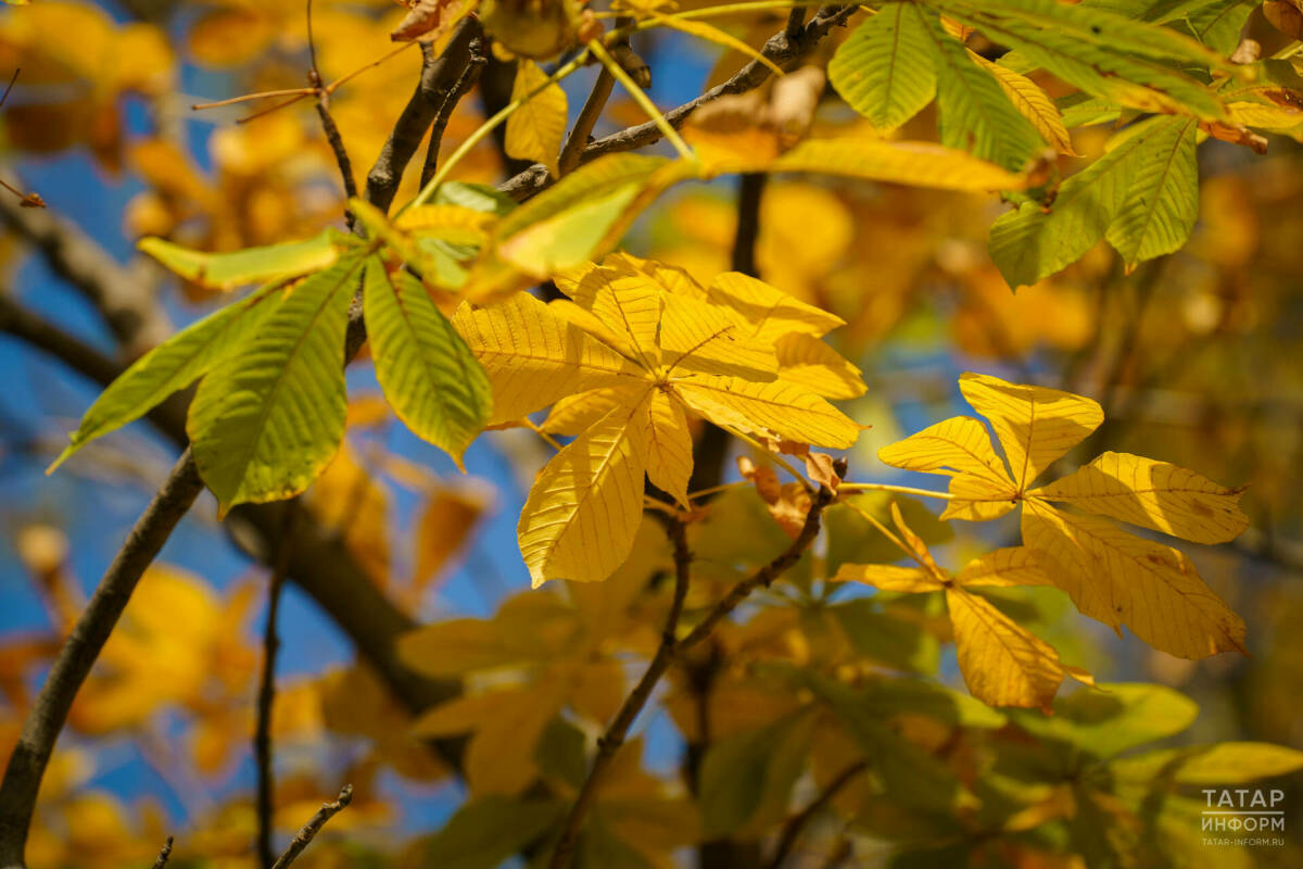 Атна уртасыннан Татарстанда җылытачак