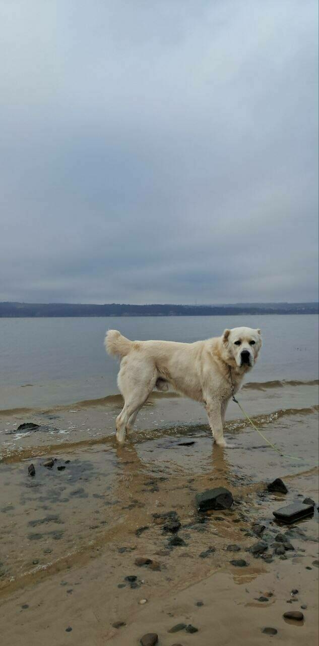 Миңнеханов кышны сагынган Акдусның фотосын урнаштырды