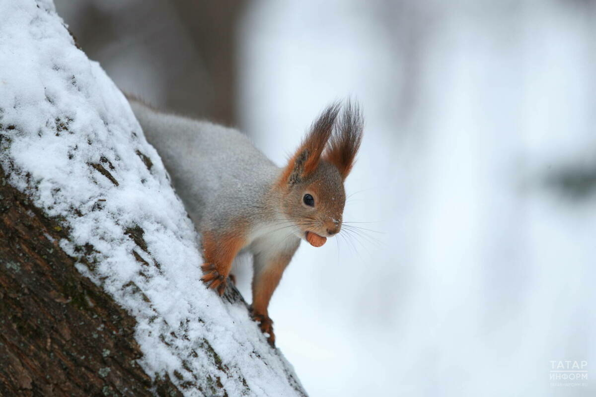 Юрист тиеннәрне ашаткан өчен штраф янавын искәртте