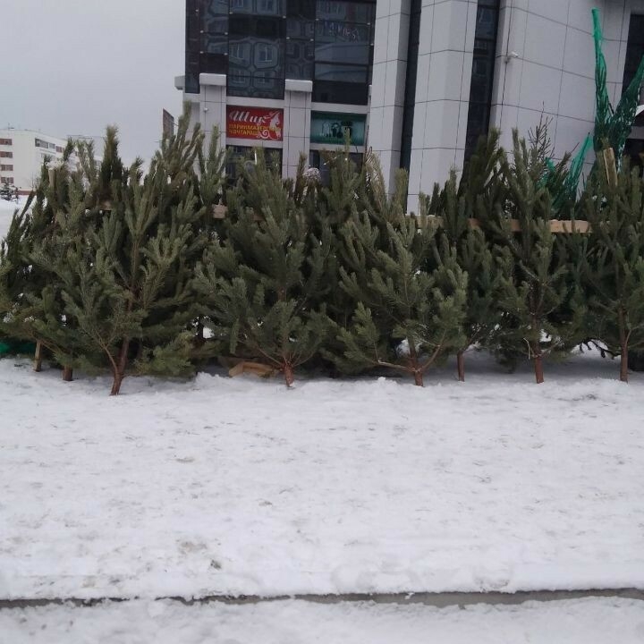 Әлмәтлеләр 2025 елда 200дән артык чыршыны эшкәртүгә тапшырганнар