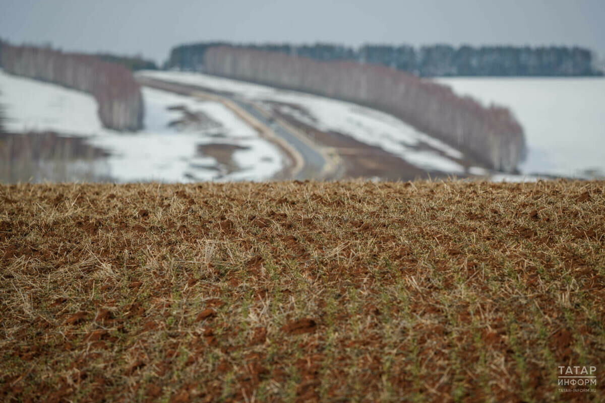 Марат Җәббаров: Уҗым культураларының торышы яхшы һәм канәгатьләндерерлек дип бәяләнә