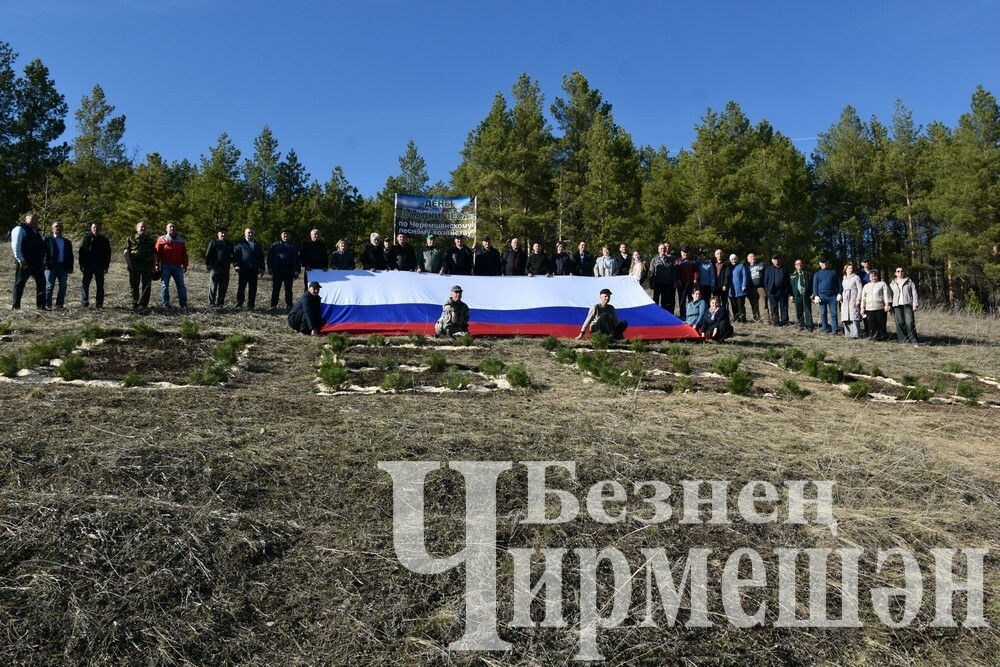 Чирмешәнлеләр себер наратларыннан «Победа» сүзен язды