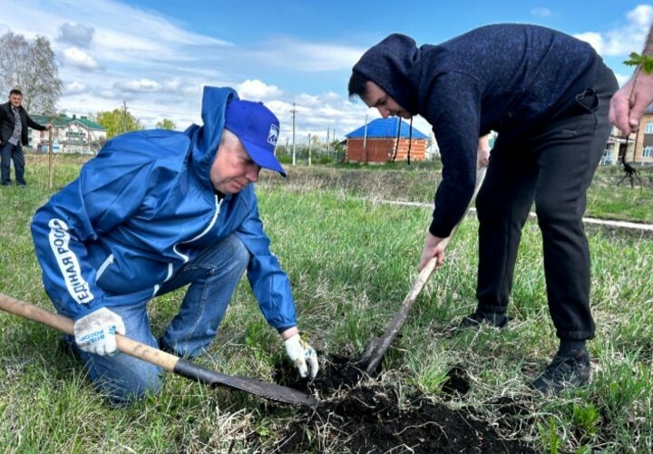 Бөек Җиңүнең 80 еллыгы алдыннан Чүпрәледә 80 төп яшь имән агачы утыртылды