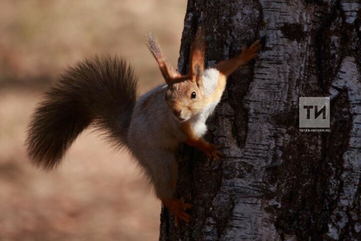 Әлмәт шәһәр паркына тиеннәр кайтарылды