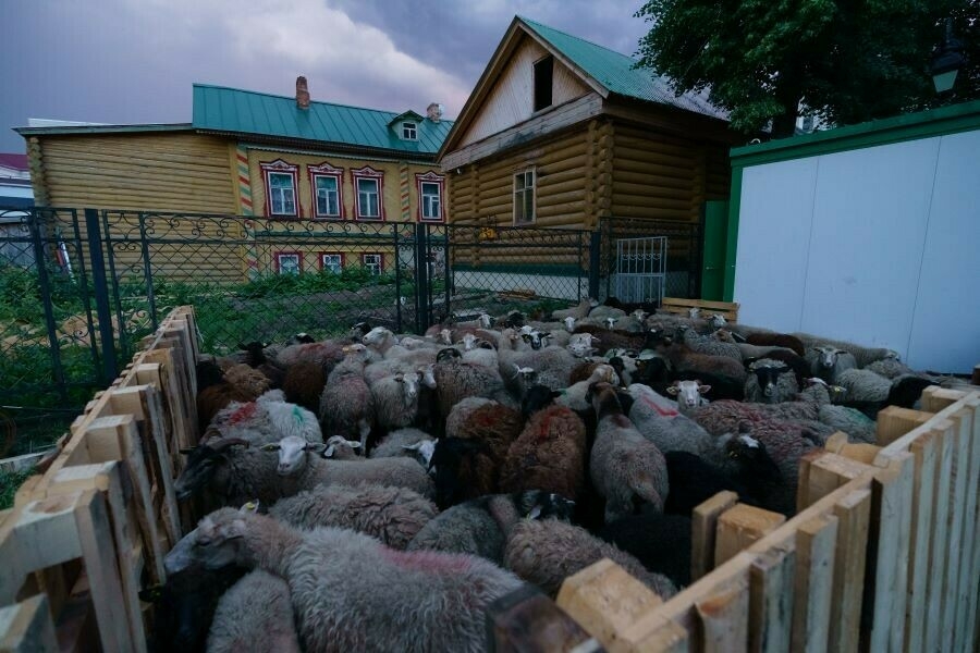 Татарстанда Корбан бәйрәме: кемнәргә корбан чалу мәҗбүри һәм корбанлыкны кайдан алырга?