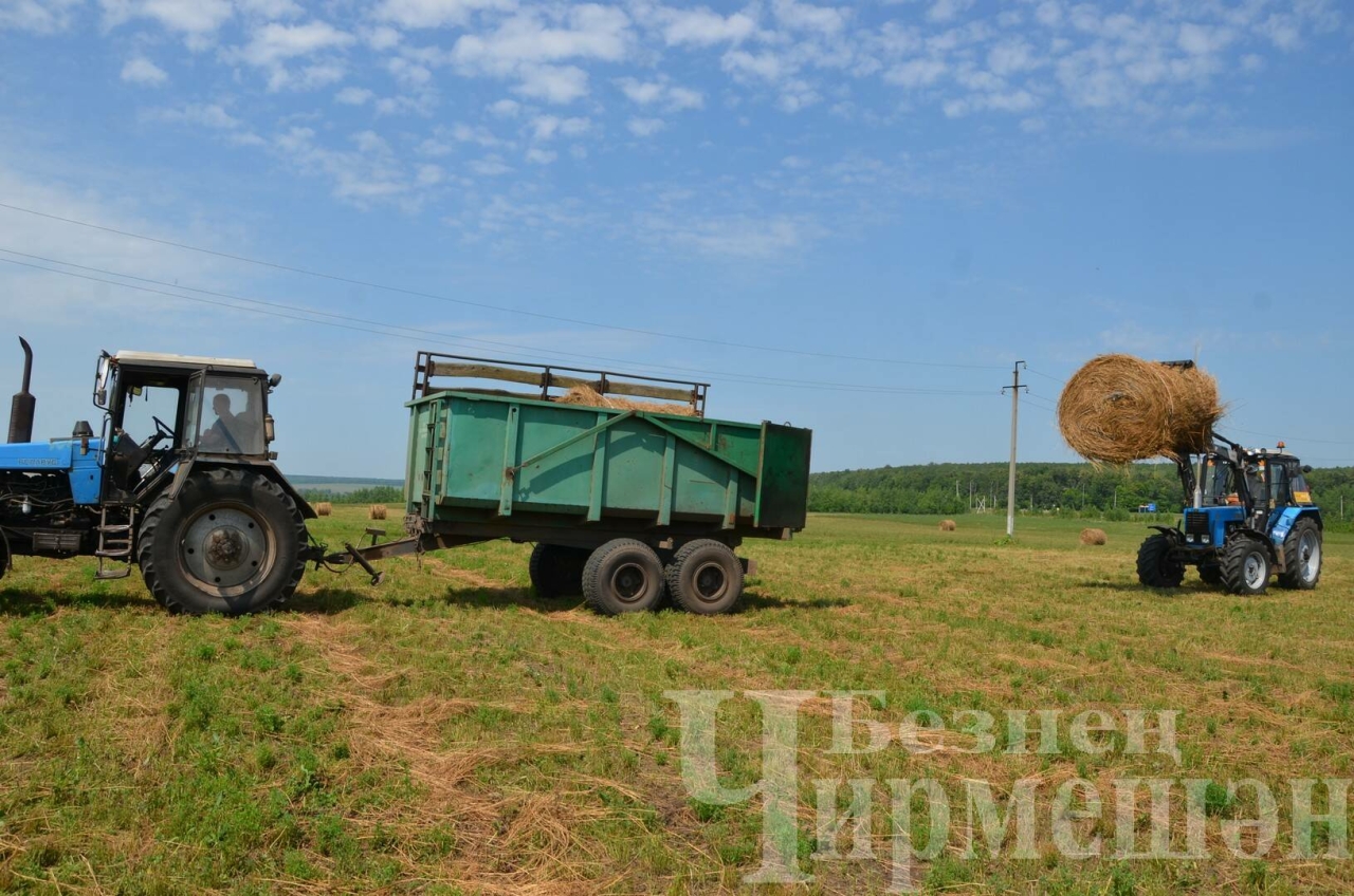 Чирмешән районында бер баш шартлы терлеккә 17,4 центнер азык әзерләнгән