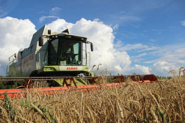 Яшел Үзән районында 850 гектар мәйданда беренче уңыш җыелган