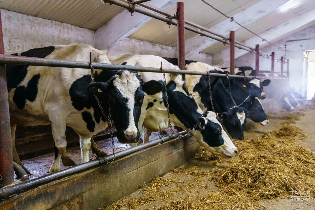 Сыер, үрдәк һәм алма бакчасына акча: Татарстанда фермерларга нинди грант ярдәме бар?