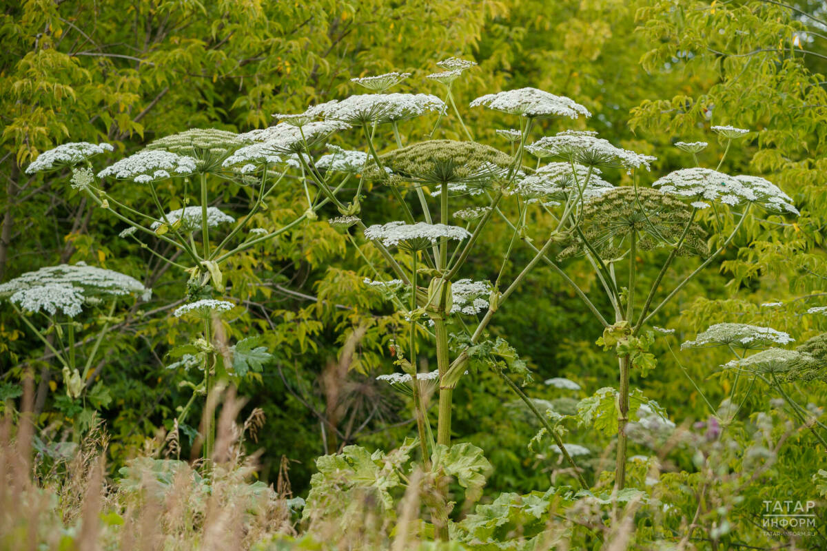Татарстан Авыл хуҗалыгы министрлыгы Сосновский балтырганы өчен штраф турында кисәтте