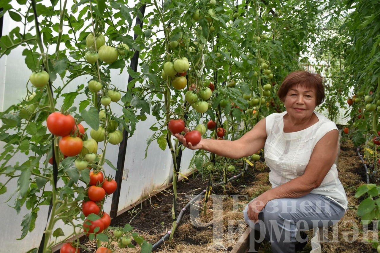 Чирмешәндә яшәүче Гариповлар бакчасында 75 сорт помидор үсә