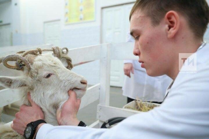 «Котыру чиреннән дәва юк» – хайваннардан инфекция йоктырмас өчен нишләргә?