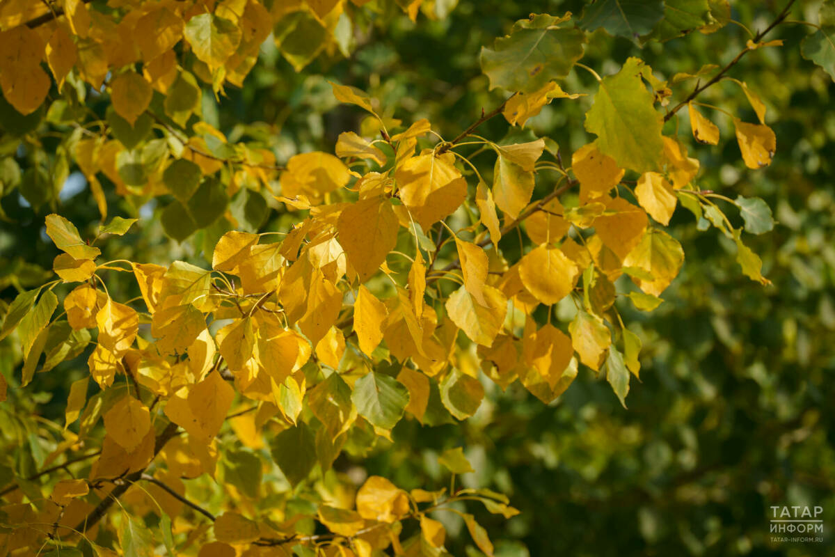 Сентябрь ахырында Татарстанда нормадан бер градуска җылырак булачак