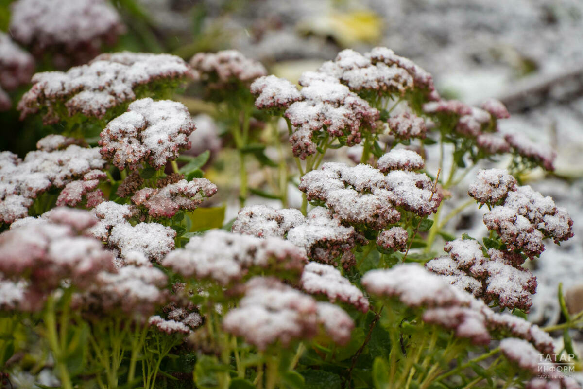 РФ Гидрометеорология үзәге Идел буенда кырау төшүе турында кисәтте