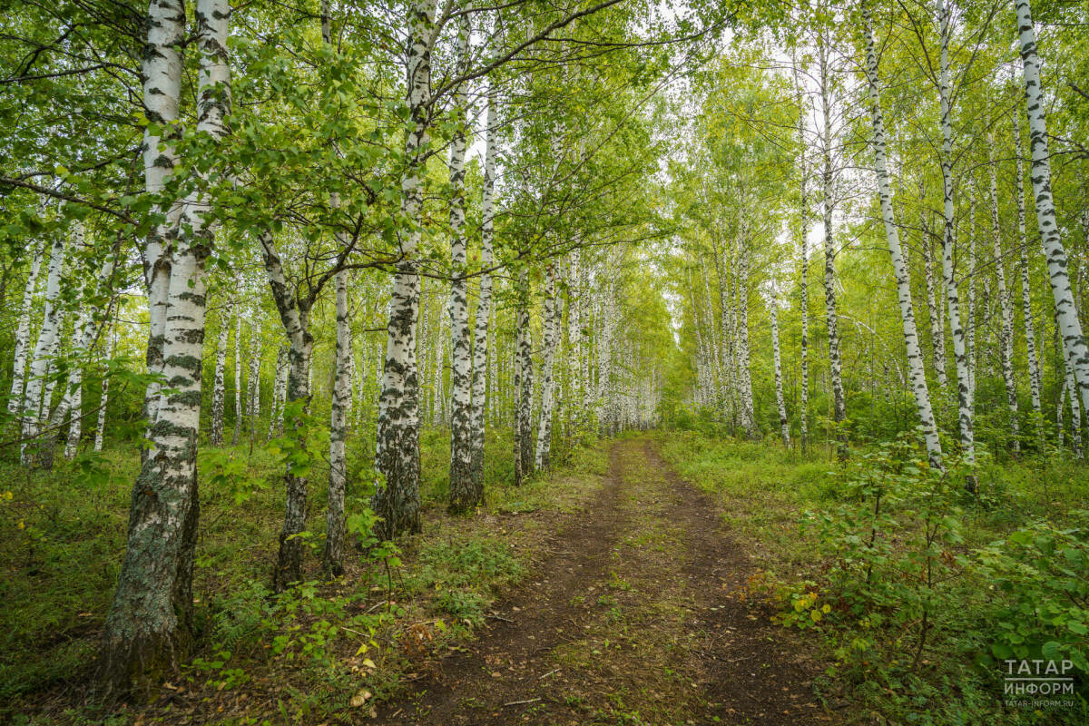 Татарстан урманнарында янгын куркынычы югары булу турында кисәтү игълан ителде