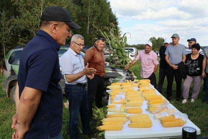 Саба районында кукурузны силоска һәм бөртеккә алу хакында сөйләштеләр