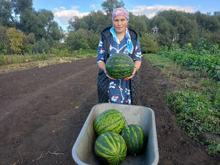 Буа районында яшәүче 13 килограммга кадәр авырлыктагы карбыз үстергән