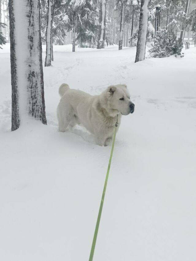 Рөстәм Миңнеханов Акдусның кышкы фотосын күрсәтте