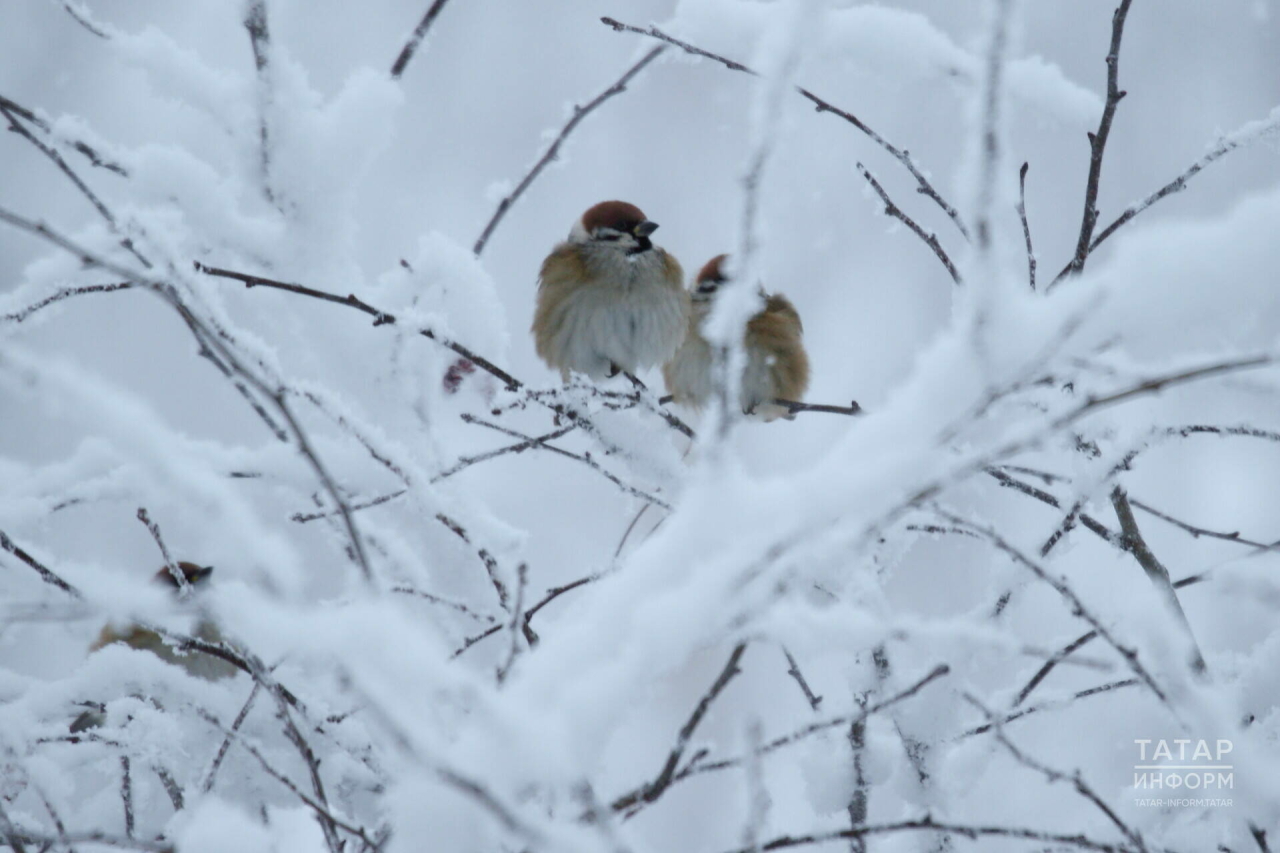 Казанлыларны кышкы орнитологик экскурсиядә катнашырга чакырдылар