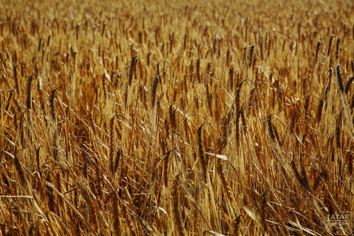 Татарстанда авыл хуҗалыгы хезмәтләре һәм эшкәртелә торган продукция өч тапкыр арткан