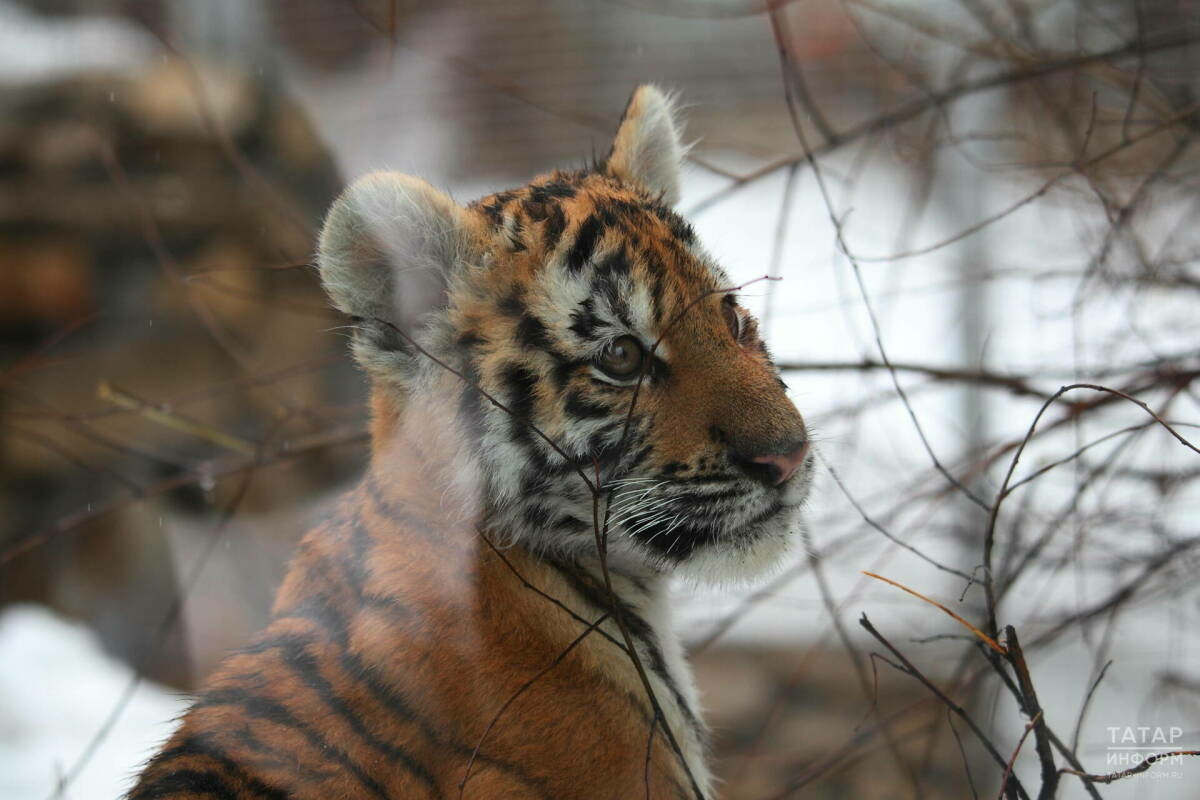 Юрист кыргый хайваннарны өйдә тоткан өчен җинаять җаваплылыгы турында искә төшерде