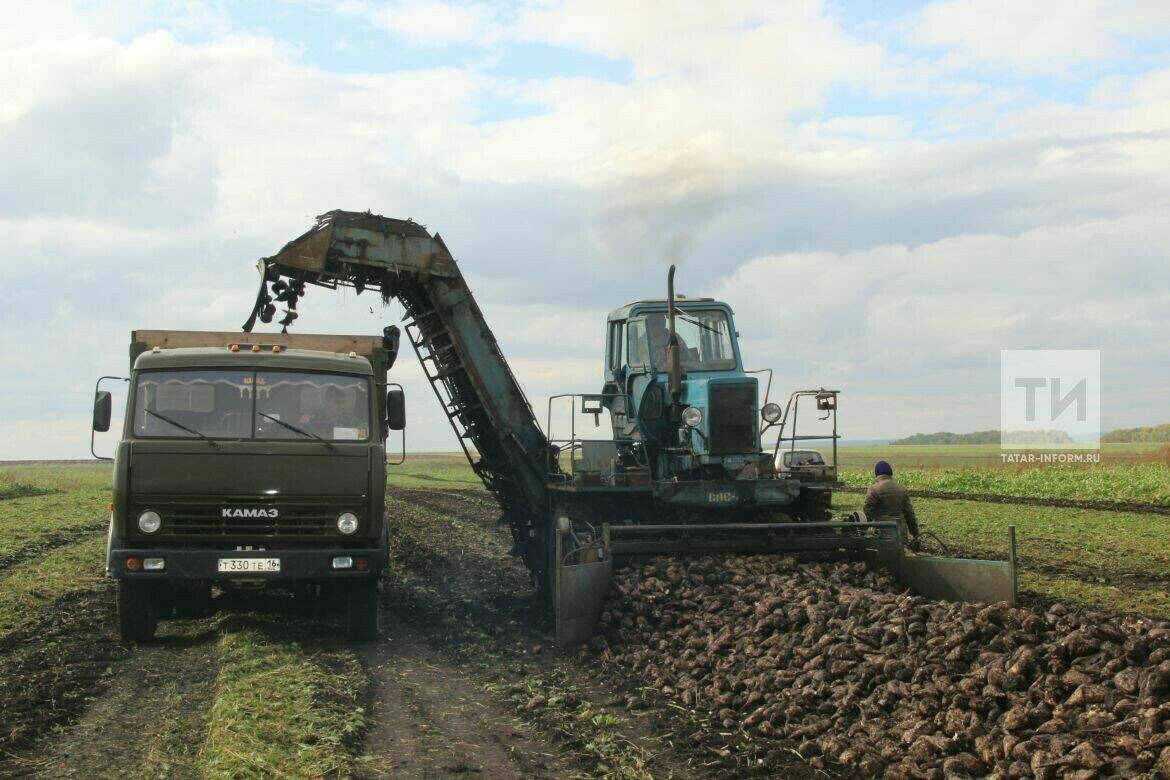 Былтыр кәбестә, кишер җыюда катнашкан студент отрядлары быел да шул юнәлештә эшләячәк