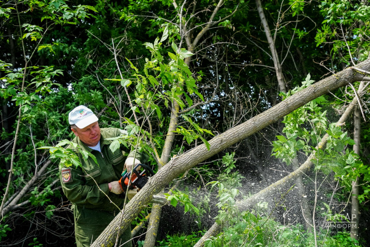 Менә нинди икән ул, Америка өрәңгесе! Татарстанда чит үсемлекләргә каршы көрәш башлана