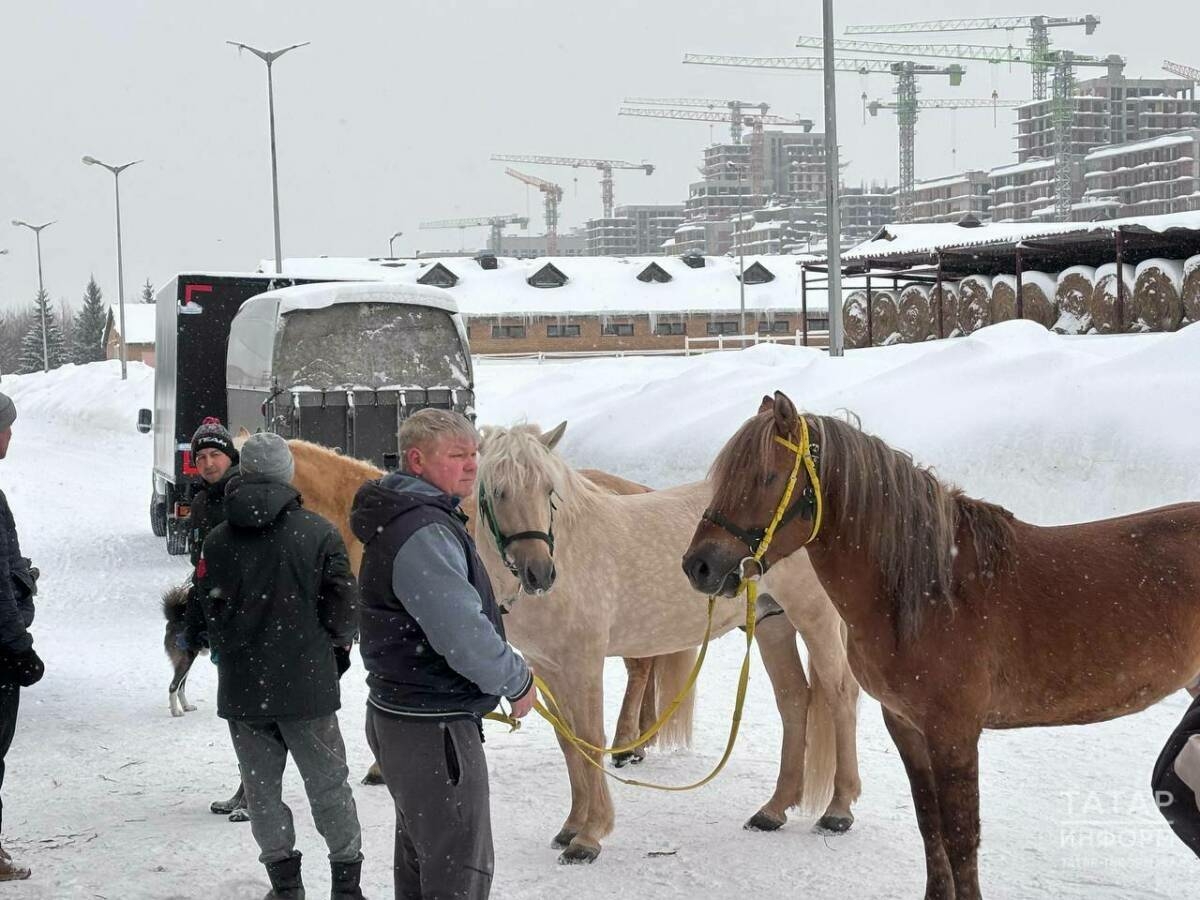 Татарстан махсус хәрби операция ихтыяҗлары өчен атлар җибәрде