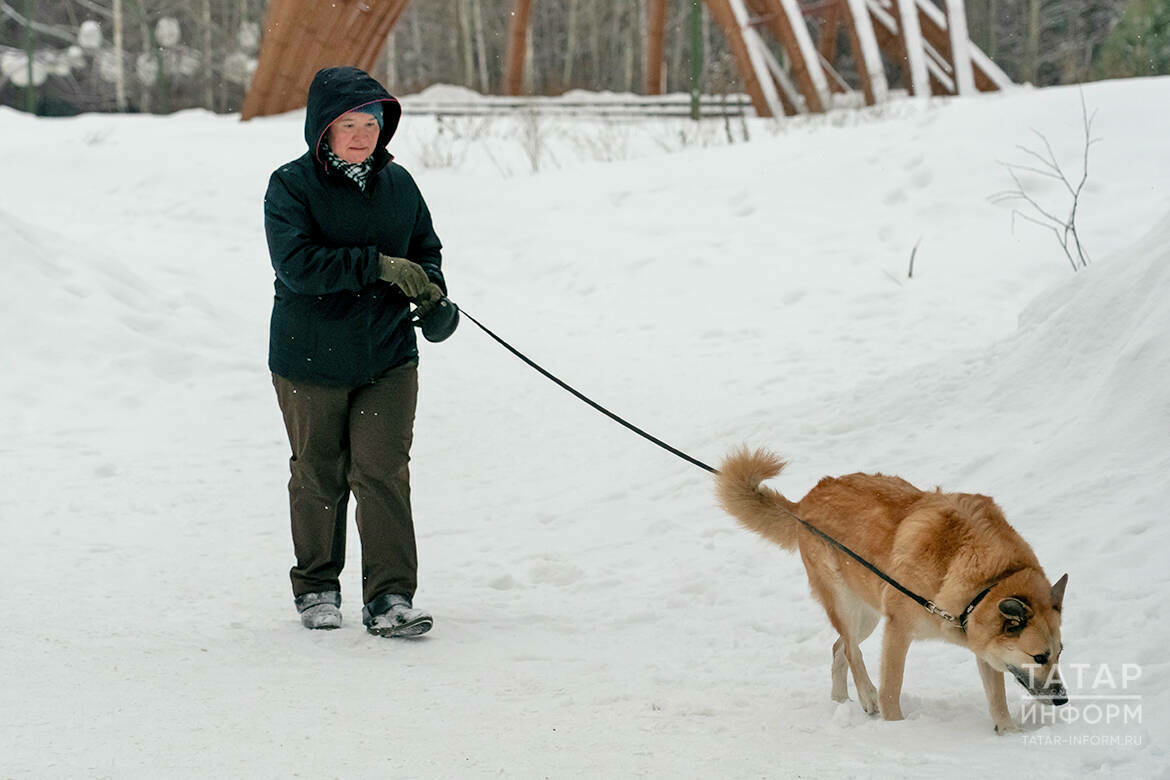 Казан паркларында этләр һәм аларның хуҗалары өчен бушлай дәресләр үткәреләчәк