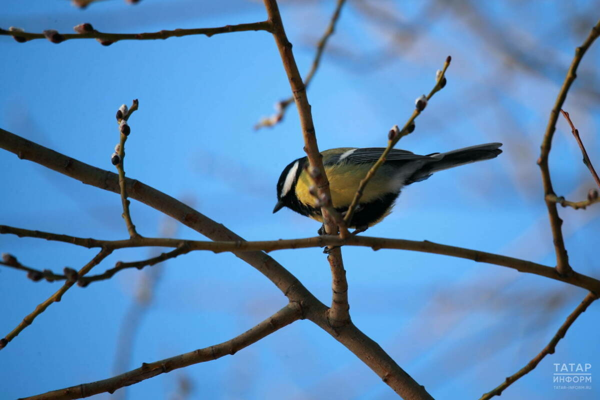 Казанда 2020 елда куелган температура рекорды яңартылды