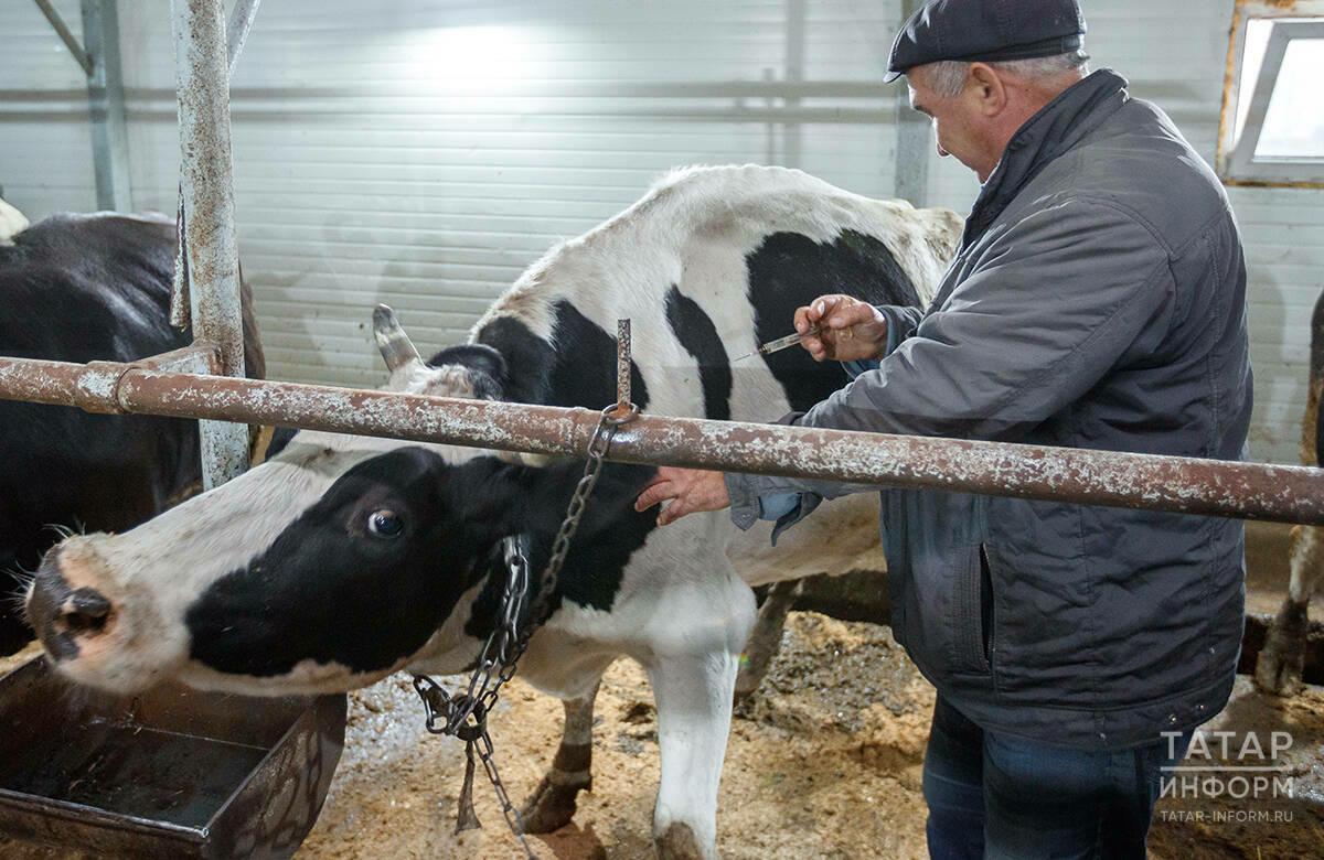 Күрше төбәкләрдә пастереллез тарала: Татарстан хайван чирләреннән ничек саклана?