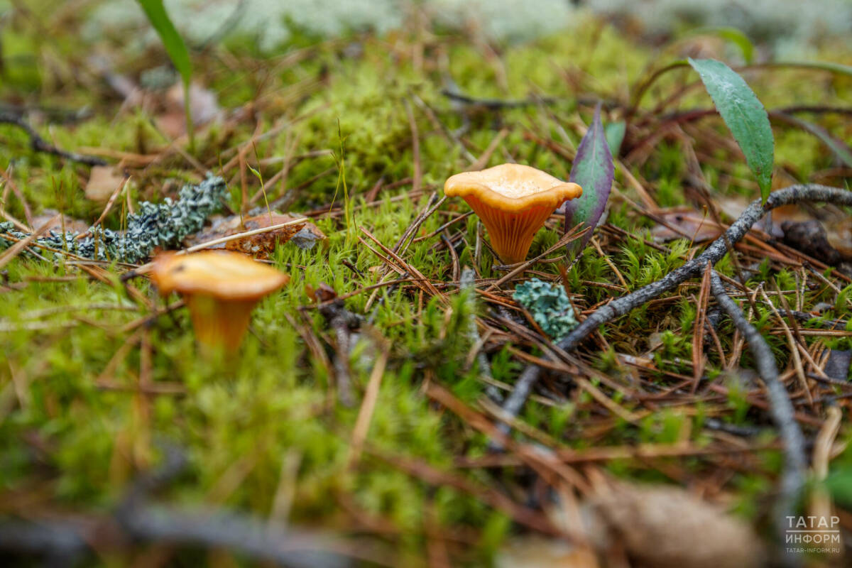 Белгеч: Быел май җылы һәм яңгырлы булса, гөмбә уңышы мул булачак